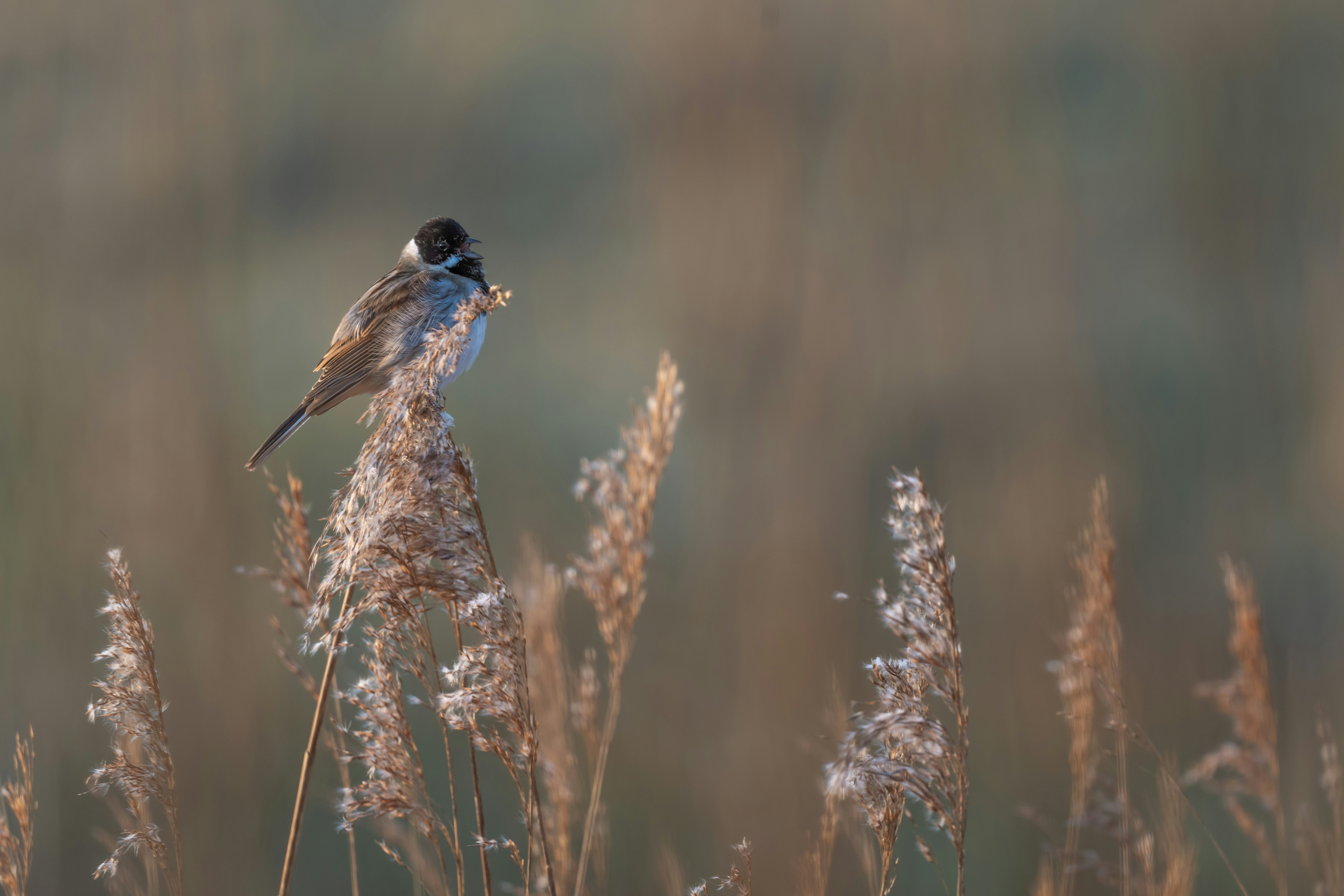 brown and black bird on brown plant